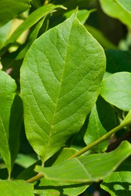 Magnolia x soulangeana 'Lennei' - magnolie, šácholan soulangeanův - list